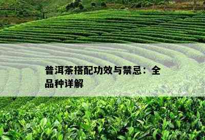 普洱茶搭配功效与禁忌：全品种详解