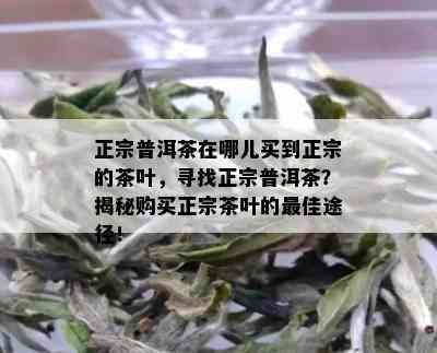 正宗普洱茶在哪儿买到正宗的茶叶，寻找正宗普洱茶？揭秘购买正宗茶叶的更佳途径！