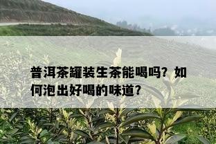 普洱茶罐装生茶能喝吗？如何泡出好喝的味道？