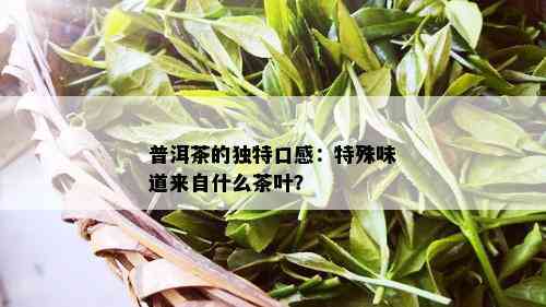 普洱茶的独特口感：特殊味道来自什么茶叶？