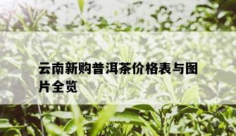 云南新购普洱茶价格表与图片全览