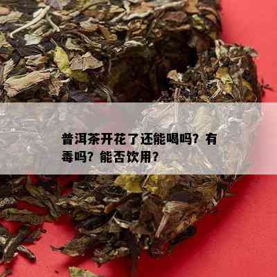 普洱茶开花了还能喝吗？有吗？能否饮用？