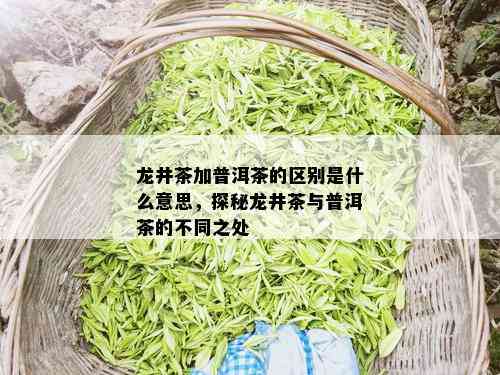 龙井茶加普洱茶的区别是什么意思，探秘龙井茶与普洱茶的不同之处