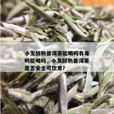 小发酵熟普洱茶能喝吗有吗能喝吗，小发酵熟普洱茶是否安全可饮用？