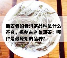 最古老的普洱茶品种是什么茶名，探秘古老普洱茶：哪种是最原始的品种？