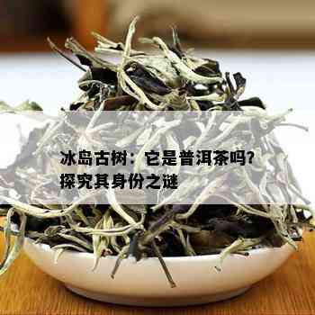 冰岛古树：它是普洱茶吗？探究其身份之谜