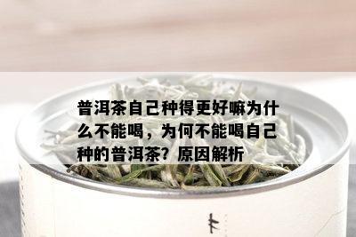 普洱茶自己种得更好嘛为什么不能喝，为何不能喝自己种的普洱茶？原因解析