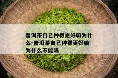 普洱茶自己种得更好嘛为什么-普洱茶自己种得更好嘛为什么不能喝