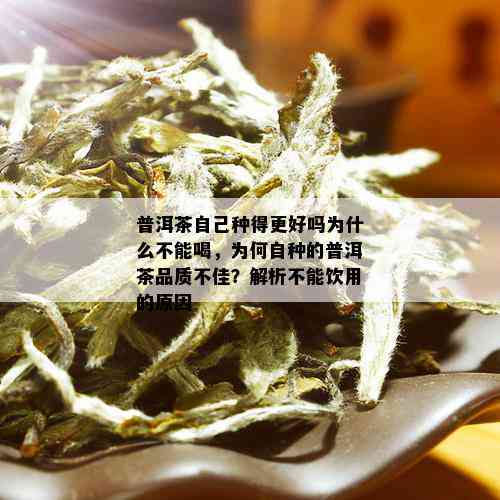 普洱茶自己种得更好吗为什么不能喝，为何自种的普洱茶品质不佳？解析不能饮用的原因