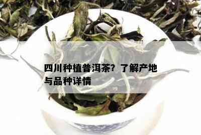 四川种植普洱茶？了解产地与品种详情