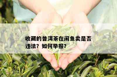 收藏的普洱茶在闲鱼卖是否违法？如何举报？