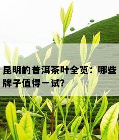 昆明的普洱茶叶全览：哪些牌子值得一试？