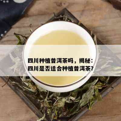 四川种植普洱茶吗，揭秘：四川是否适合种植普洱茶？