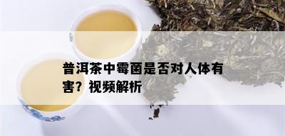 普洱茶中霉菌是否对人体有害？视频解析