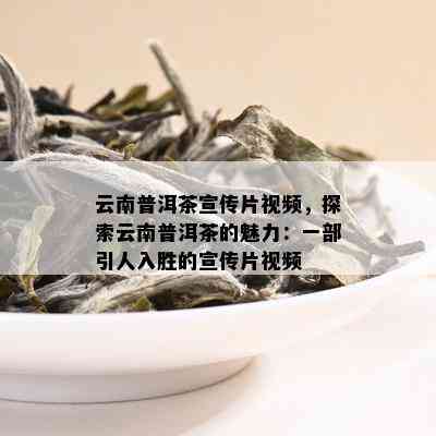 云南普洱茶宣传片视频，探索云南普洱茶的魅力：一部引人入胜的宣传片视频