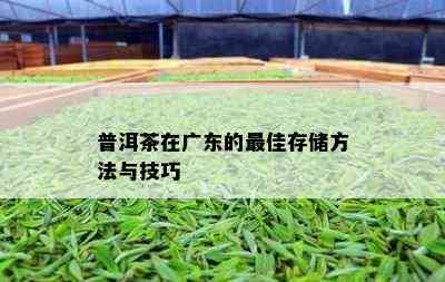 普洱茶在广东的更佳存储方法与技巧