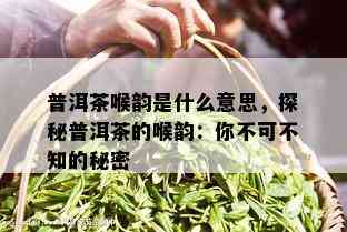 普洱茶喉韵是什么意思，探秘普洱茶的喉韵：你不可不知的秘密