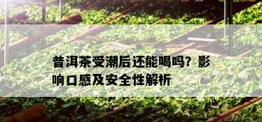 普洱茶受潮后还能喝吗？影响口感及安全性解析