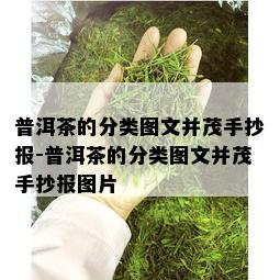 普洱茶的分类图文并茂手抄报-普洱茶的分类图文并茂手抄报图片