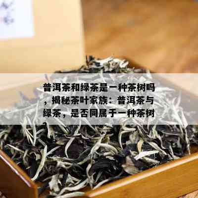 普洱茶和绿茶是一种茶树吗，揭秘茶叶家族：普洱茶与绿茶，是否同属于一种茶树？