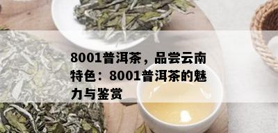 8001普洱茶，品尝云南特色：8001普洱茶的魅力与鉴赏