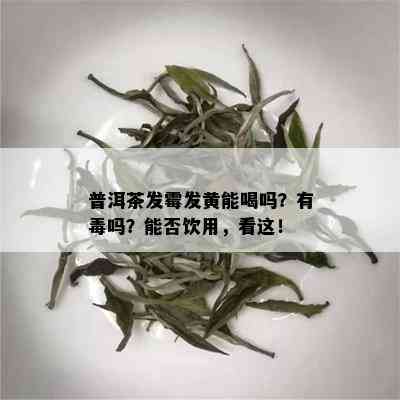 普洱茶发霉发黄能喝吗？有吗？能否饮用，看这！