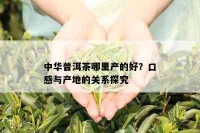 中华普洱茶哪里产的好？口感与产地的关系探究