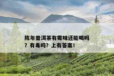 陈年普洱茶有霉味还能喝吗？有吗？上有答案！