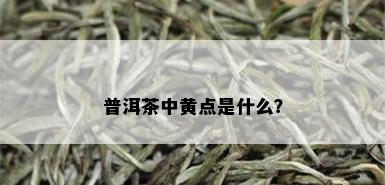 普洱茶中黄点是什么？