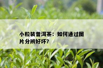 小粒装普洱茶：如何通过图片分辨好坏？