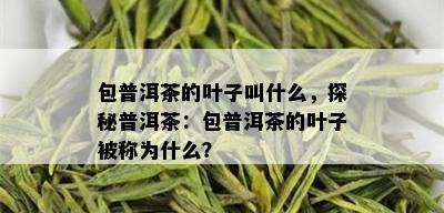 包普洱茶的叶子叫什么，探秘普洱茶：包普洱茶的叶子被称为什么？