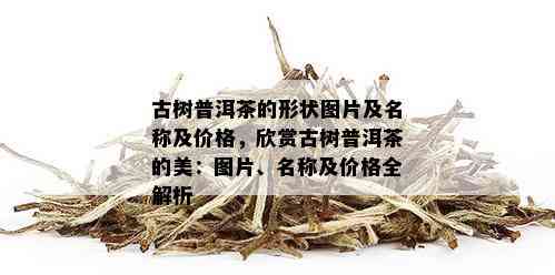 古树普洱茶的形状图片及名称及价格，欣赏古树普洱茶的美：图片、名称及价格全解析