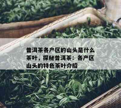 普洱茶各产区的山头是什么茶叶，探秘普洱茶：各产区山头的特色茶叶介绍