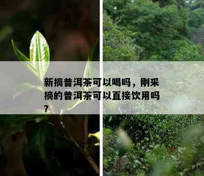 新摘普洱茶可以喝吗，刚采摘的普洱茶可以直接饮用吗？