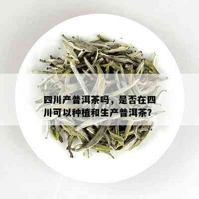 四川产普洱茶吗，是否在四川可以种植和生产普洱茶？