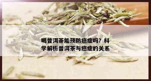 喝普洱茶能预防癌症吗？科学解析普洱茶与癌症的关系