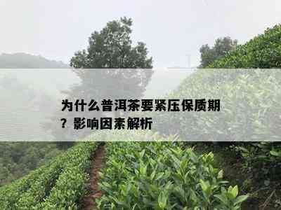 为什么普洱茶要紧压保质期？影响因素解析