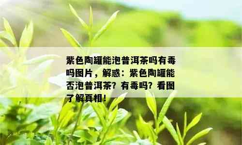 紫色陶罐能泡普洱茶吗有吗图片，解惑：紫色陶罐能否泡普洱茶？有吗？看图了解真相！