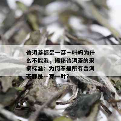 普洱茶都是一芽一叶吗为什么不能泡，揭秘普洱茶的采摘标准：为何不是所有普洱茶都是一芽一叶？