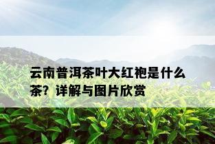 云南普洱茶叶大红袍是什么茶？详解与图片欣赏