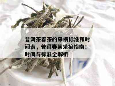 普洱茶春茶的采摘标准和时间表，普洱春茶采摘指南：时间与标准全解析