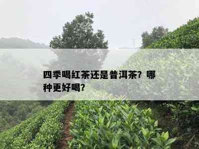 四季喝红茶还是普洱茶？哪种更好喝？