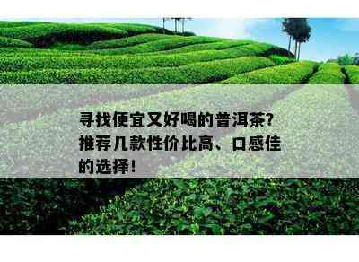 寻找便宜又好喝的普洱茶？推荐几款性价比高、口感佳的选择！