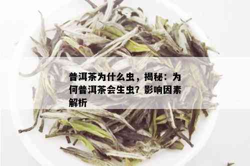 普洱茶为什么虫，揭秘：为何普洱茶会生虫？影响因素解析