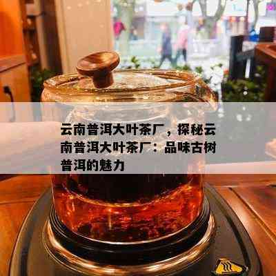 云南普洱大叶茶厂，探秘云南普洱大叶茶厂：品味古树普洱的魅力