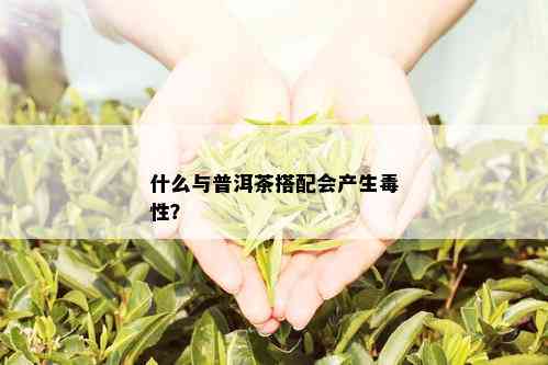 什么与普洱茶搭配会产生性？