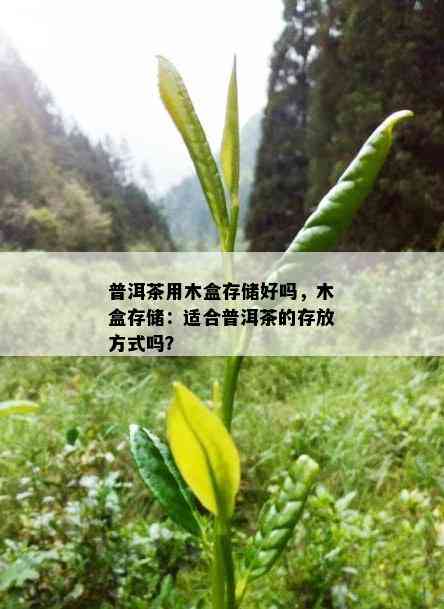 普洱茶用木盒存储好吗，木盒存储：适合普洱茶的存放方式吗？