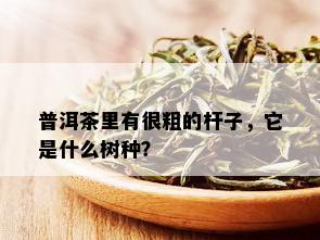 普洱茶里有很粗的杆子，它是什么树种？