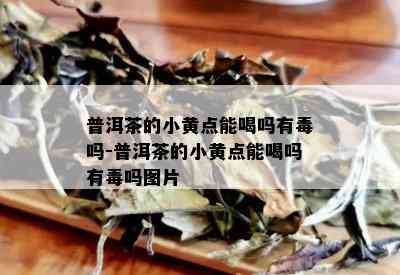 普洱茶的小黄点能喝吗有吗-普洱茶的小黄点能喝吗有吗图片