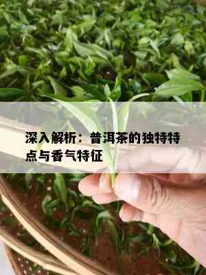 深入解析：普洱茶的独特特点与香气特征